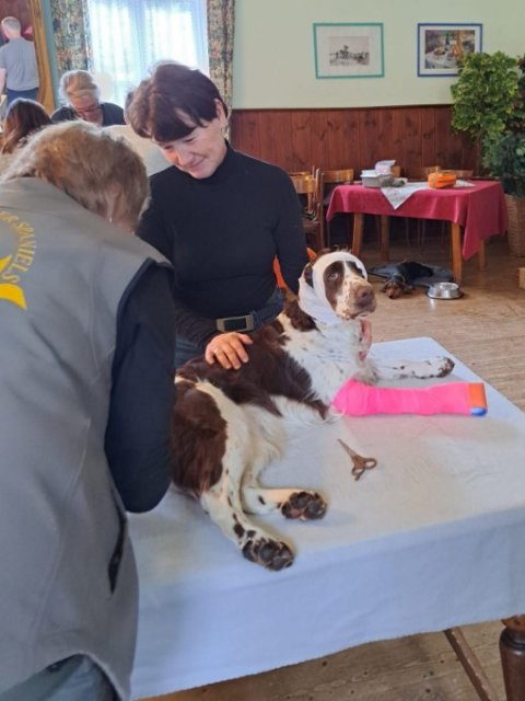 Erste Hilfe für den Hund